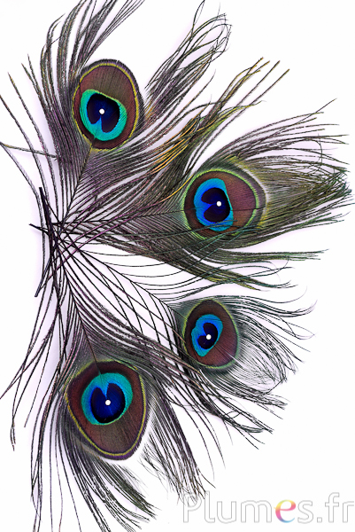 Pavone blu con strass - 15-20 cm - naturale